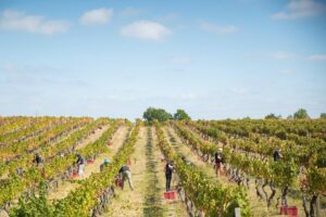 Passeio Privado do Dão | Visite 2 Quintas